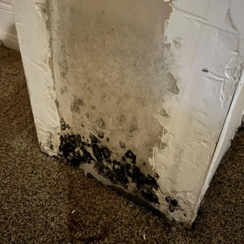 Professional Mold Removal in Sherwood, AR